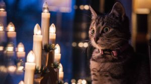 Advent light, Christmas, cat, Iceland, Christmas traditions