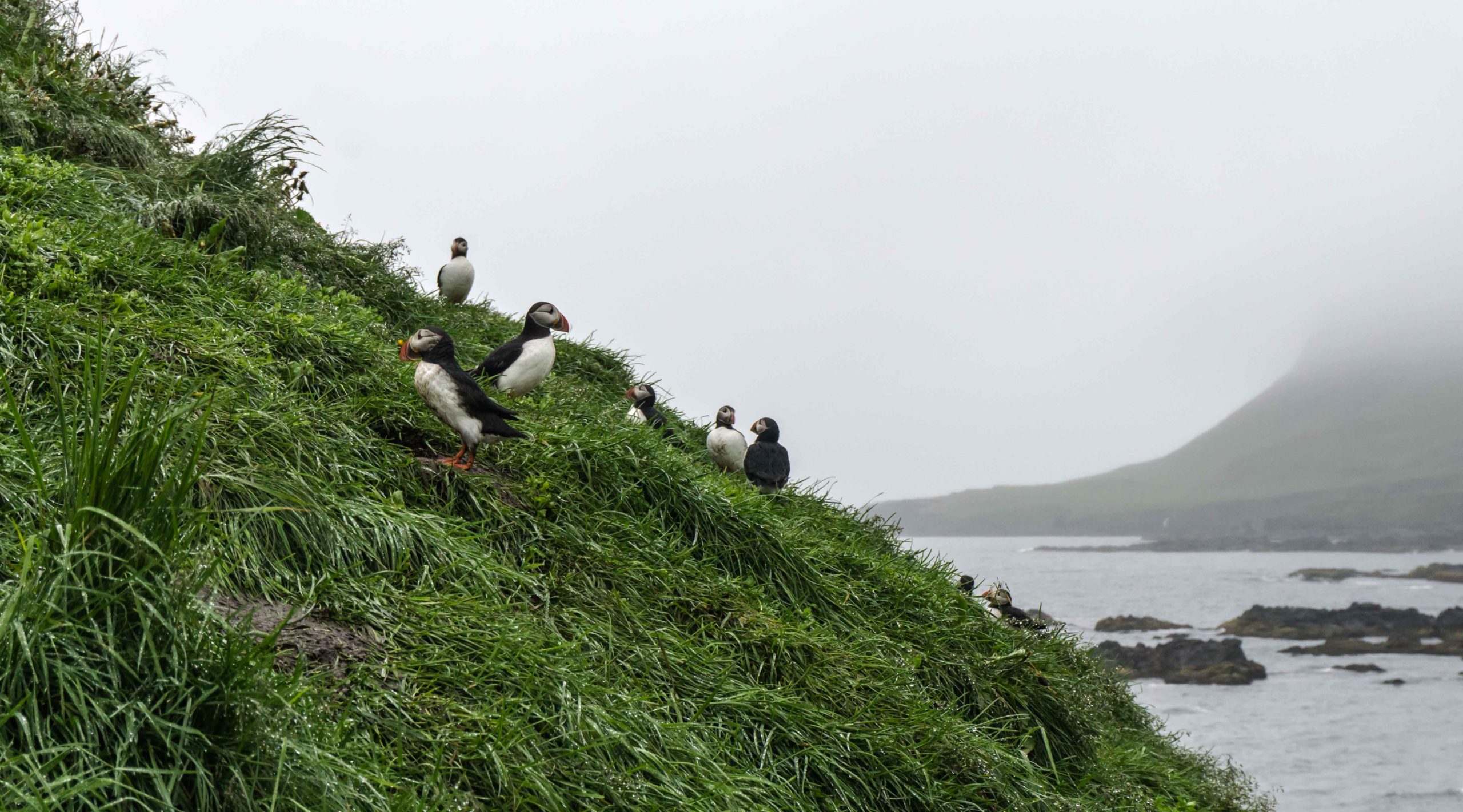 Puffins, East Iceland, birds