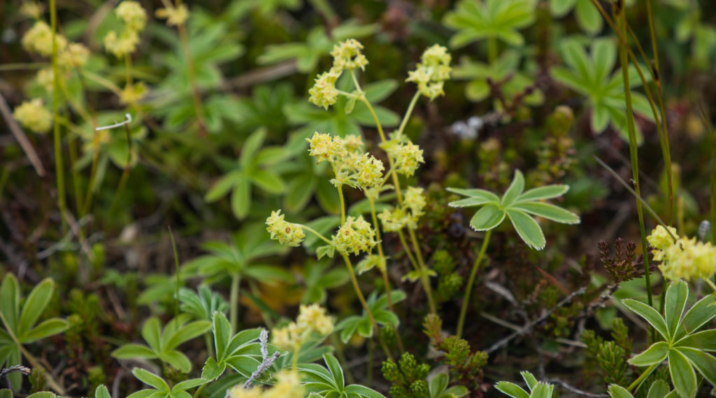 Ljónslappi, flower, Iceland