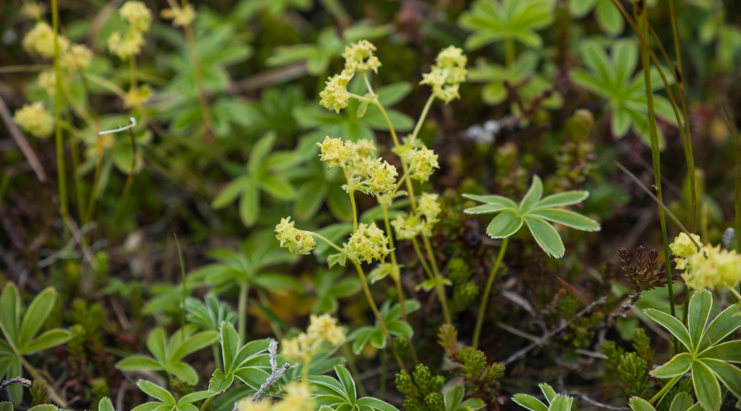 Ljónslappi, flower, Iceland