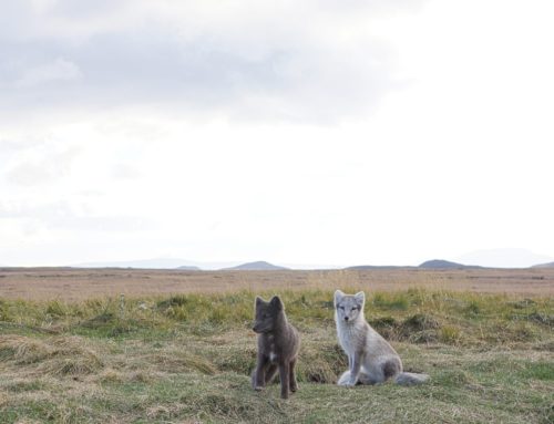 The Arctic Fox