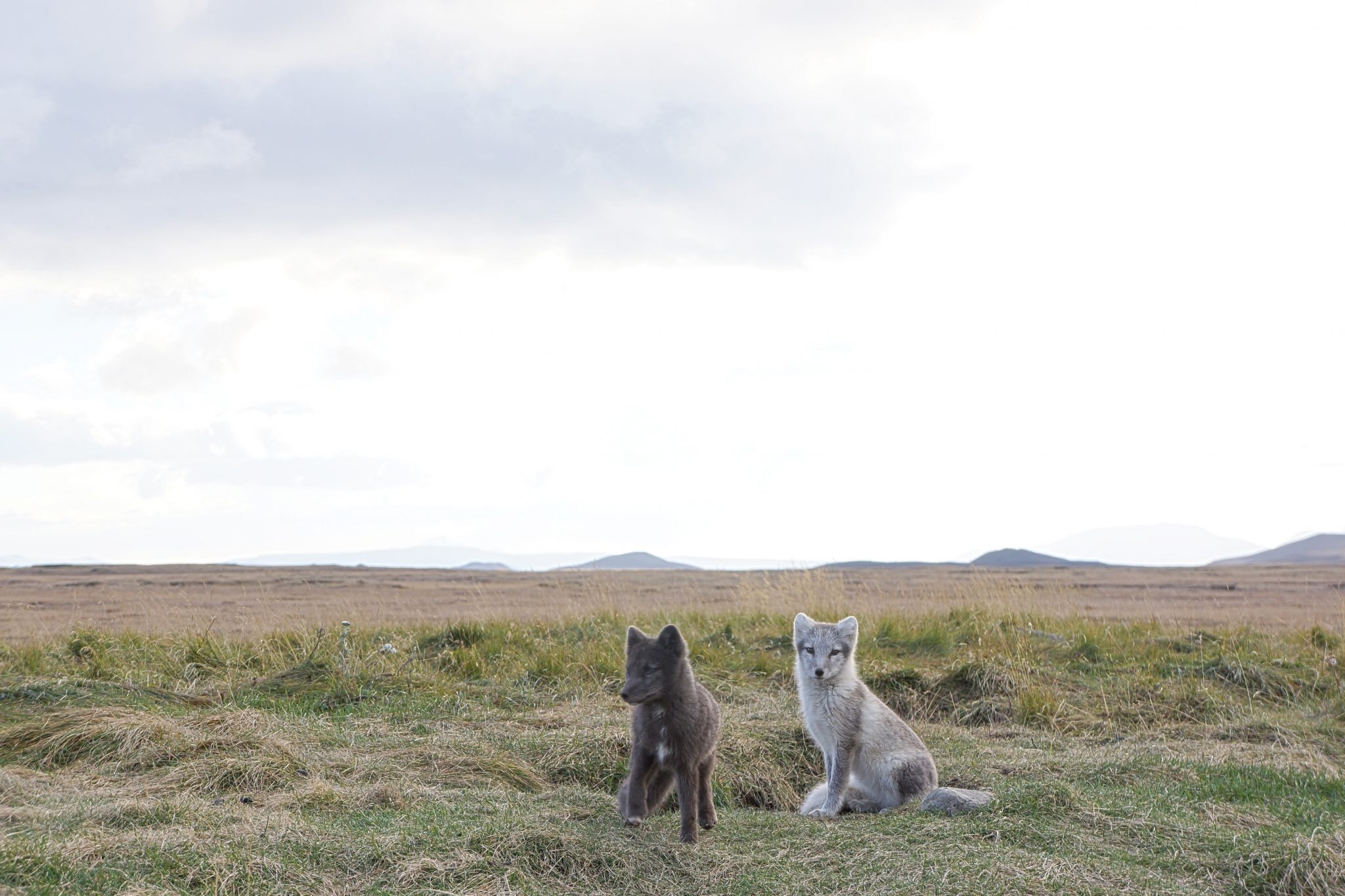 Arctic Fox, Iceland, Möðrudalur,