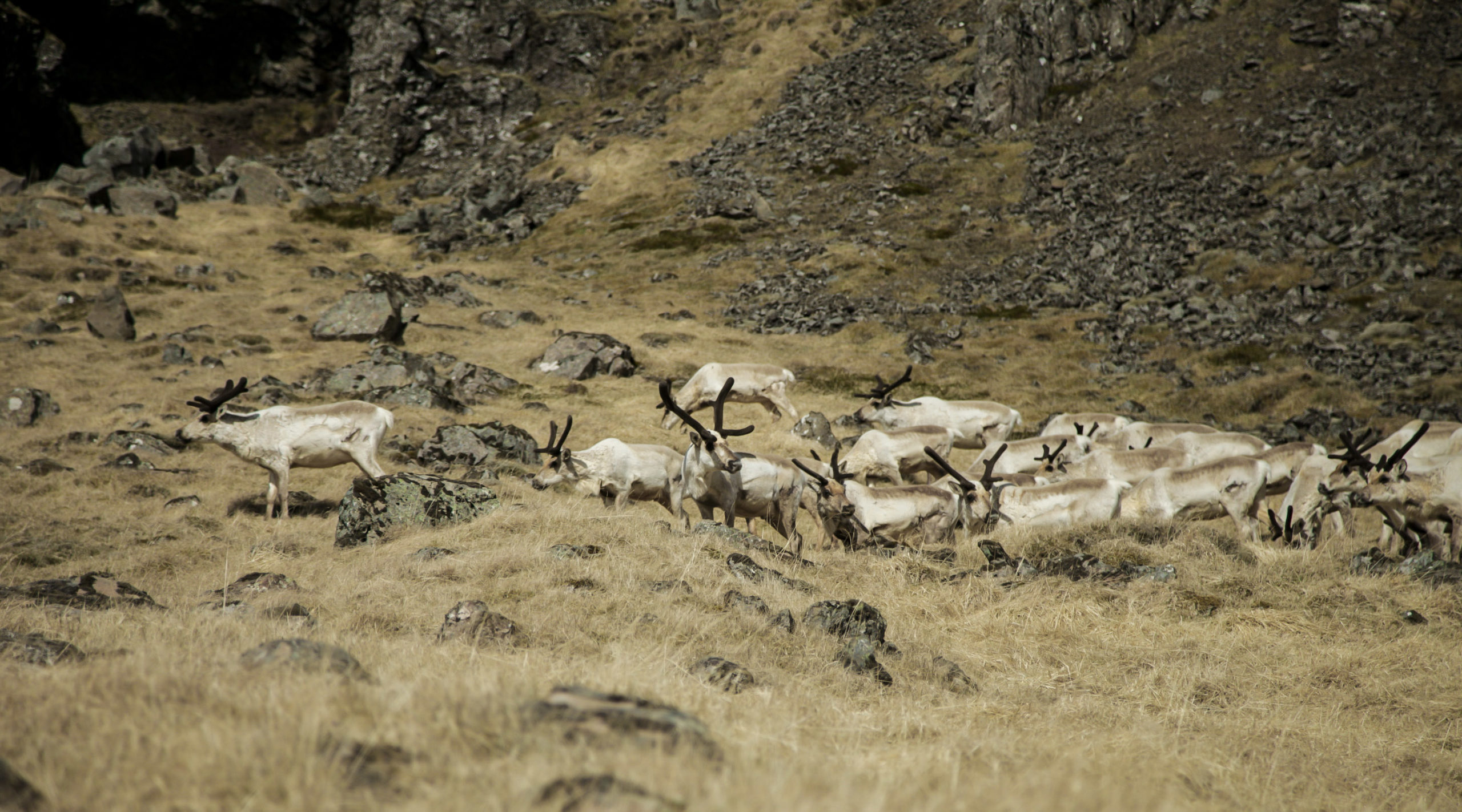 IMG_5227-2 East Iceland, Reindeer, Iceland, Guided tour, Super Jeep tour,