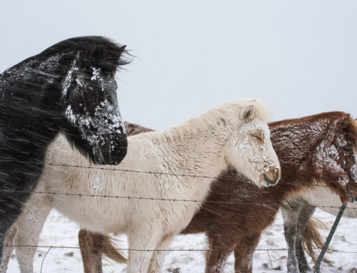 The Icelandic Horse