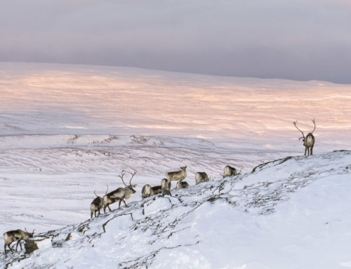 Wild Reindeer Experience