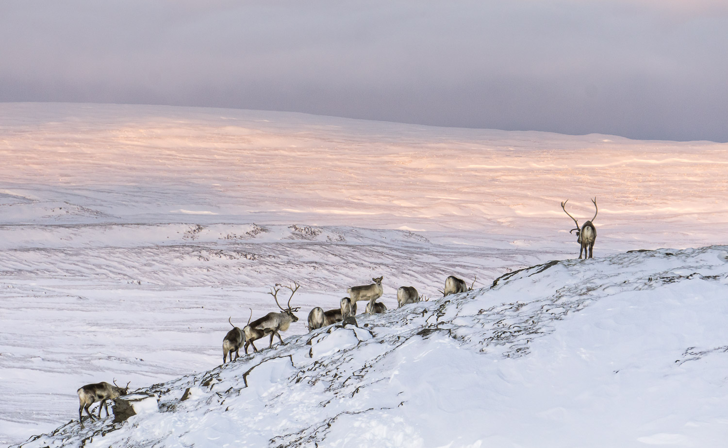 Reindeer, Iceland, East Iceland, guided tours, super jeep tours, private tour