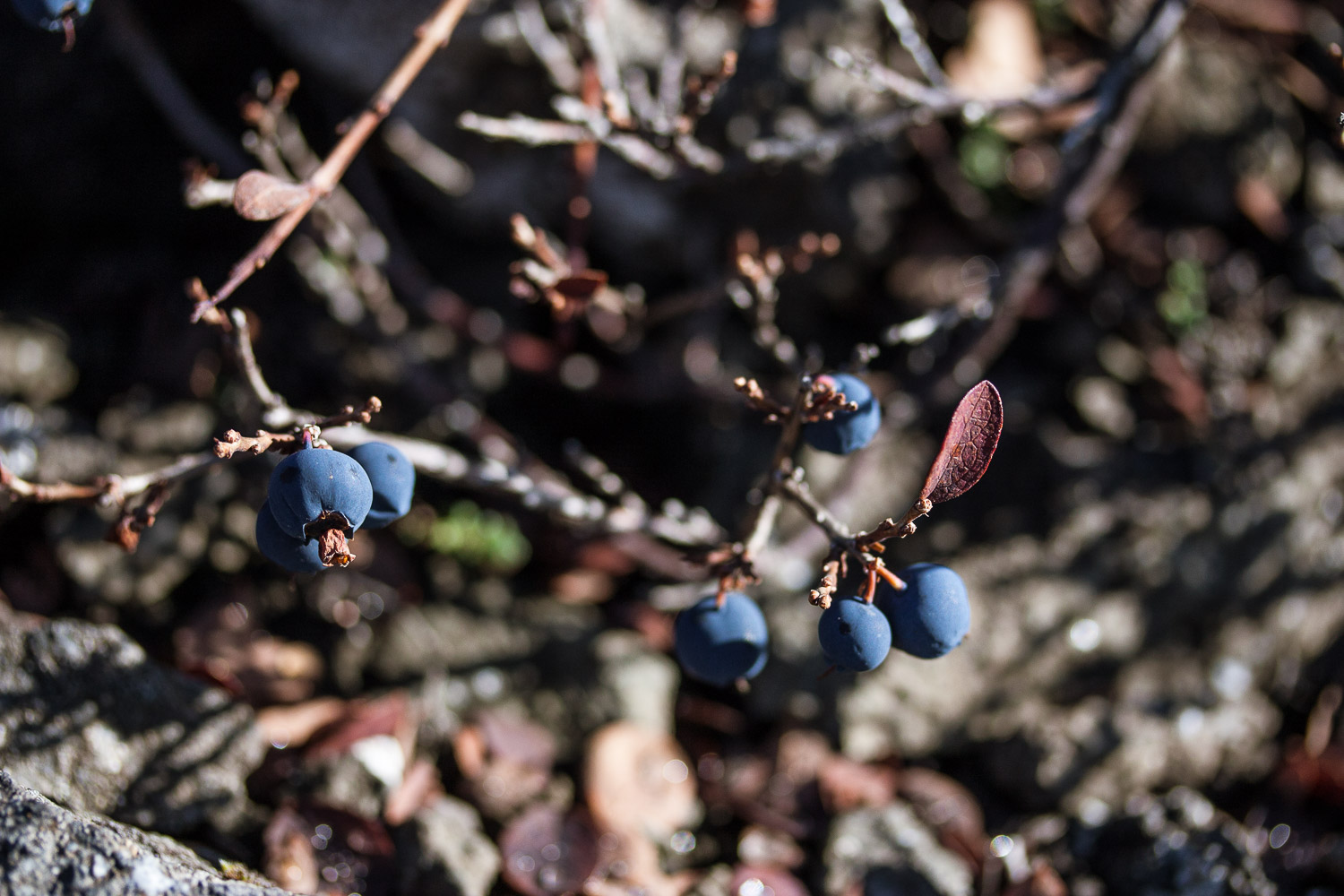 Nature, blue berries, responsible travel, 