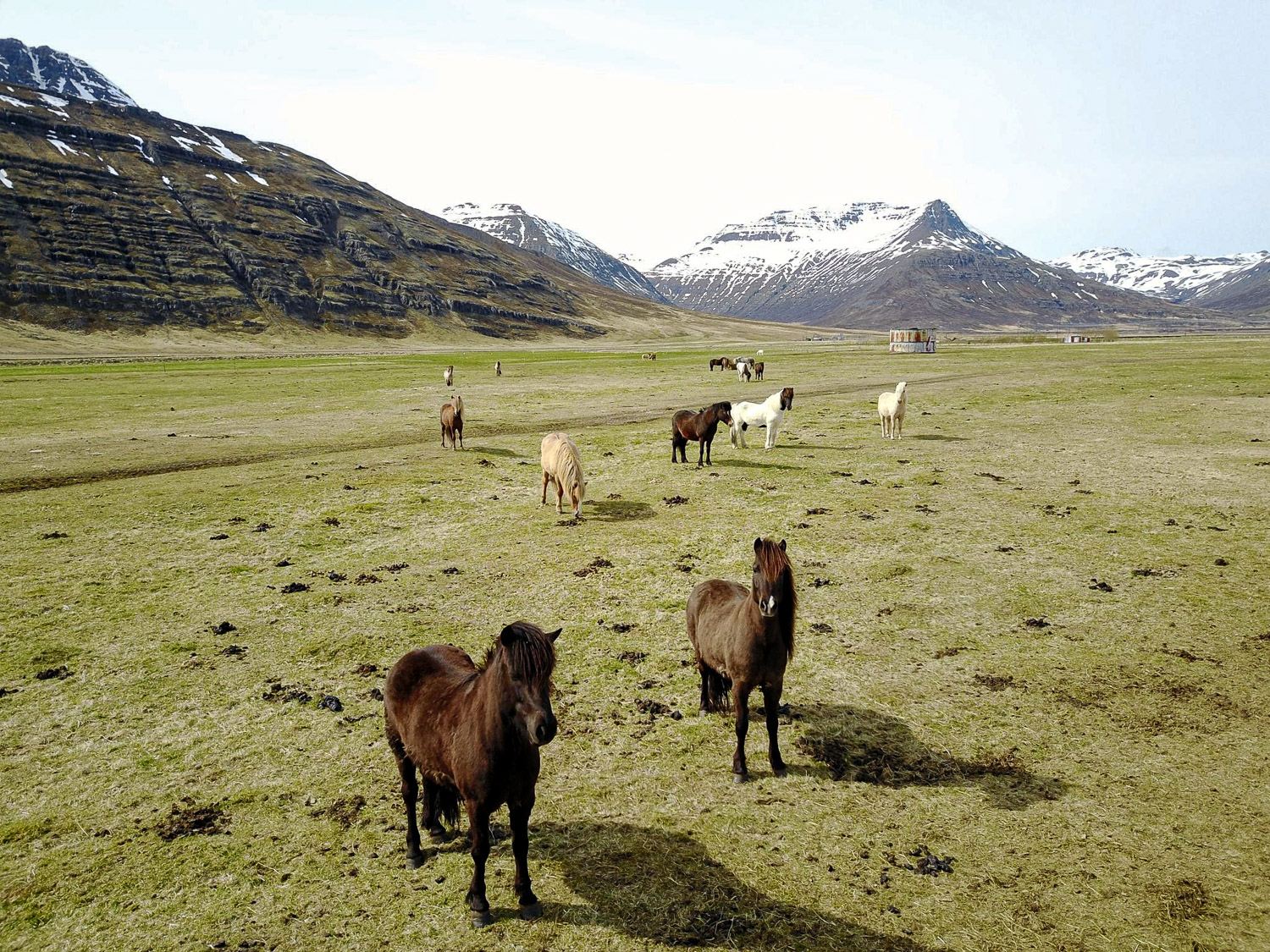 Reiðtúr, horse riding, hestaferðir, austurland, east iceland, Iceland